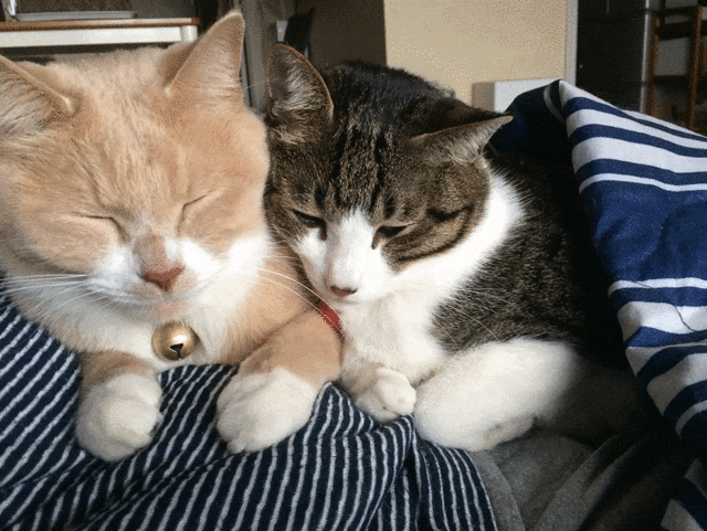 Googleフォトのaiが作成した 猫こむぎ 猫だいず 仲良し猫こむぎ だいず おもしろ動画 Googleフォトのaiが作成した 猫こむぎ 猫だいず 仲良し猫こむぎ だいず おもしろ動画
