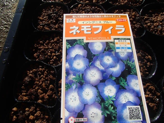 ネモフィラとリムナンテスの種蒔きとニゲラのポット上げ 13日 新 釣りと菜園と趣味の部屋 ネモフィラとリムナンテスの種蒔きとニゲラのポット上げ 13日 新 釣りと菜園と趣味の部屋