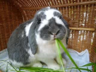 鼻水 うさぎのかおり