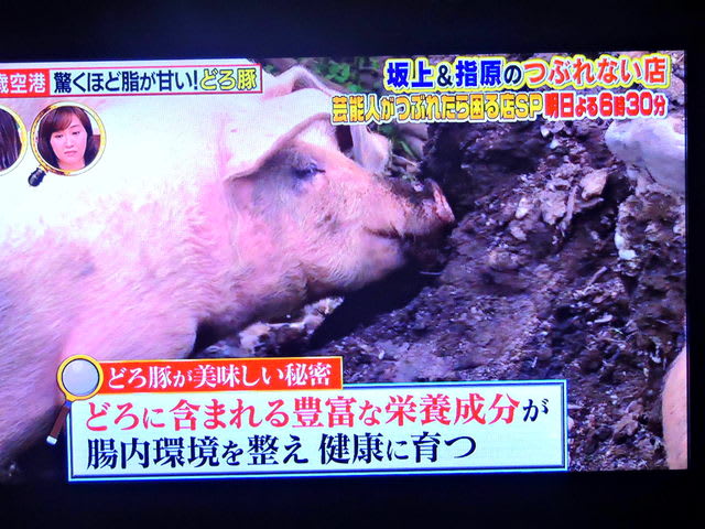 8 18 どろぶた 豚は犬みたいに汗をかかないと知って Ab cuore