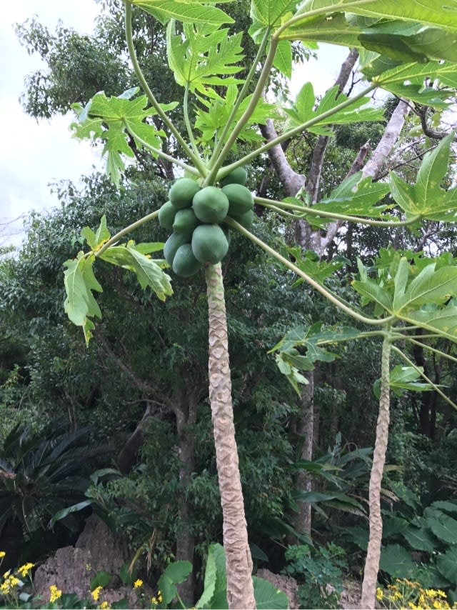 パパイヤは野菜ですか 果物ですか 美ら島めぐり 沖縄