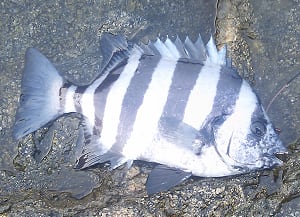 魚釣り 磯の王者 石鯛 折りたたみ自転車で日本一周 Etc