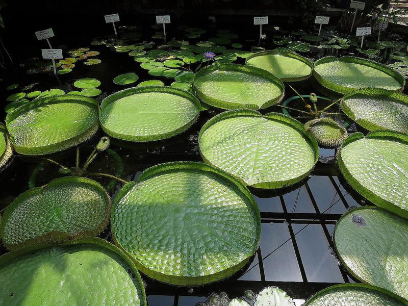 オオオニバス 浮葉に乗る 春夏秋冬 花 Mikio