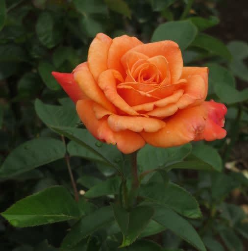 オレンジ色が鮮やかなバラ アリゾナ 春薔薇シリーズ 094 野の花 庭の花