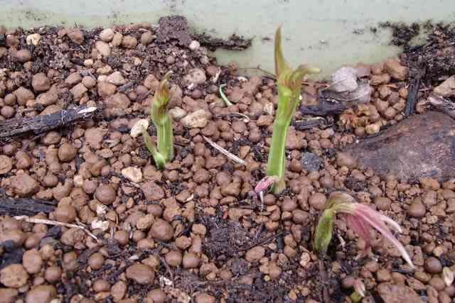 山芋の植え付けともちトウモロコシに芽が出ました 釣りと菜園と趣味の部屋