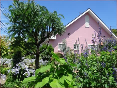 見て見て ミモザの復活とボタンクサギ 座敷わらし犬とうさぎガーデン