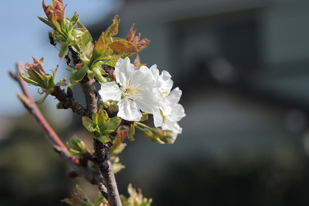 アメリカンチェリー五分咲き 趣味の花ハス 栽培記