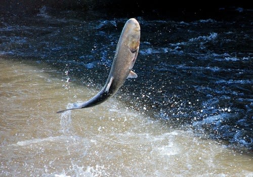巨大魚 ハクレンのジャンプ 在庫より 美しき自然の中で