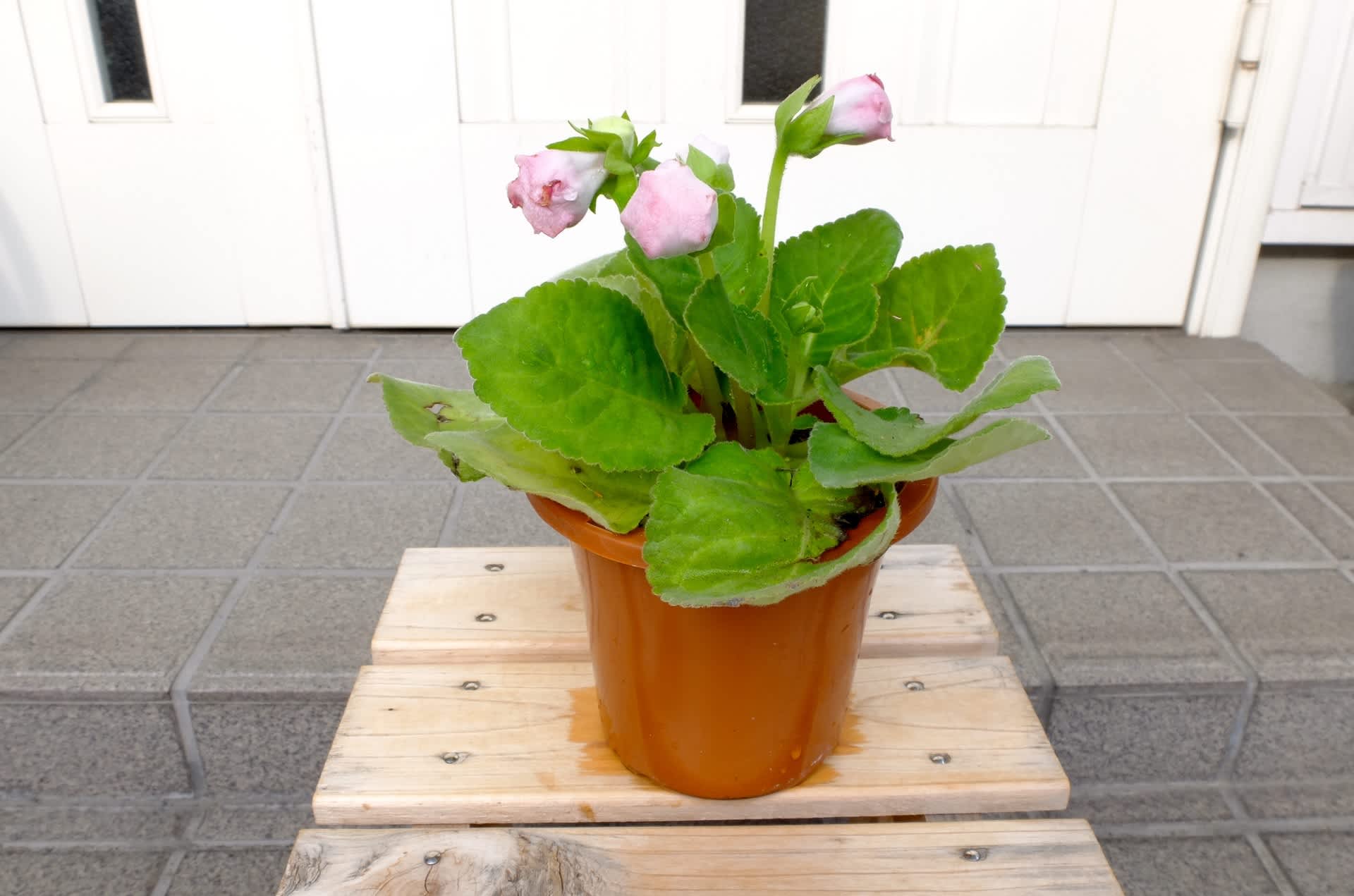 セメントガーデンに彩りを つぶれ梅の花いじり草いじり セメントガーデンに彩りを つぶれ梅の花いじり草いじり