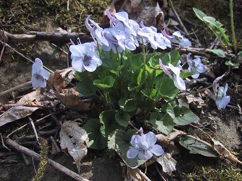 Long spurred violet