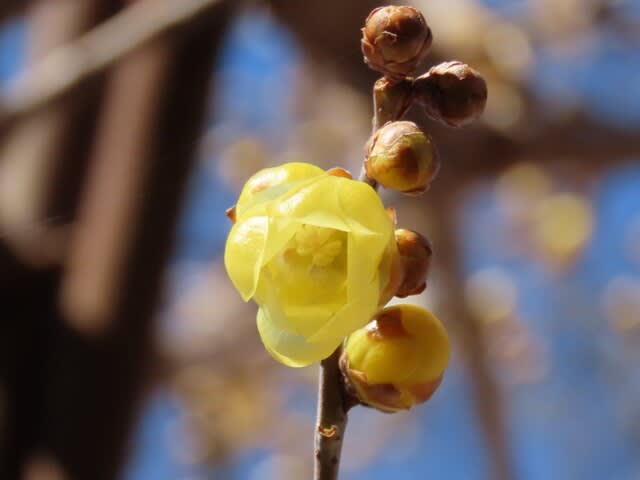 季節は春に進む　ソシンロウバイ（素心蝋梅）の花