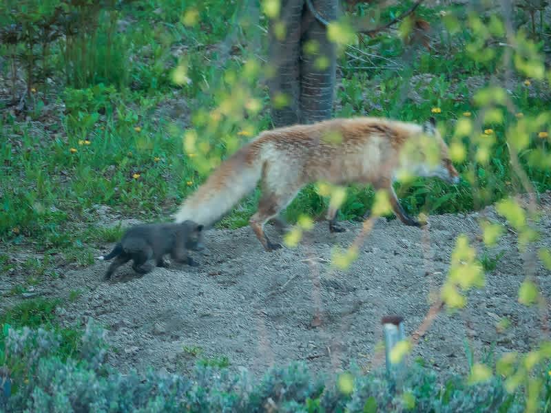 我が家の子ギツネとエキノコックス症について 菊地晴夫の美瑛写真家日記
