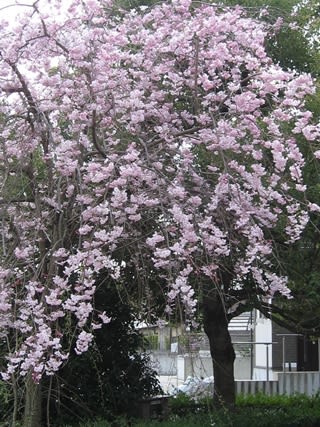 枝垂桜