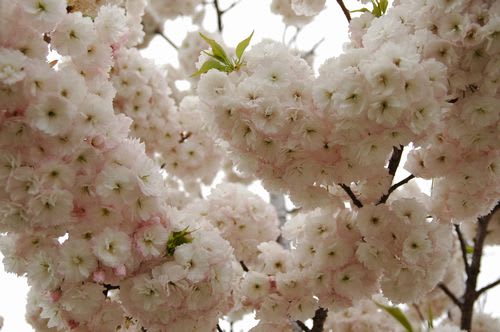 sakra071.jpg: 丸く花をつけた八重桜
