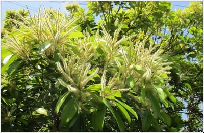 栗の花に似た花 日々を綴る私のブログ