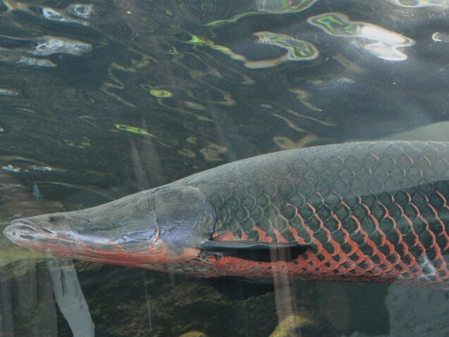 なかがわ水遊園へピラルクーを見に - a web-log