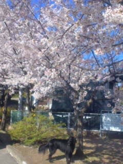 小諸懐古園の桜