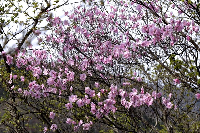 カッコソウとアカヤシオの花 鳴神山にて 16年4月 こつなぎの写真ノート