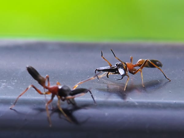 アリグモ 蟻蜘蛛 の決闘 私目線