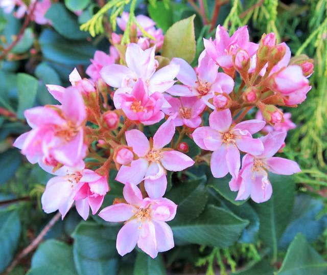 ベニバナシャリンバイ 紅花シャリンバイ