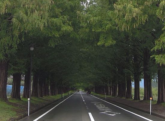 滋賀県高島市 生きた化石と言われる マキノ高原のメタセコイヤ並木 Kikoがスタート