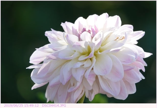 ダリア 白色で花弁の縁が淡いピンク色 散歩写真