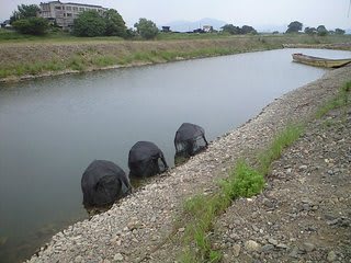 ストップ ザ 外来魚 本当に問われるべきものは 保津川下りの船頭さん