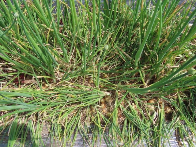 太陽熱土壌処理した畝での直播きタマネギ栽培の試行のその後 取り入れ
