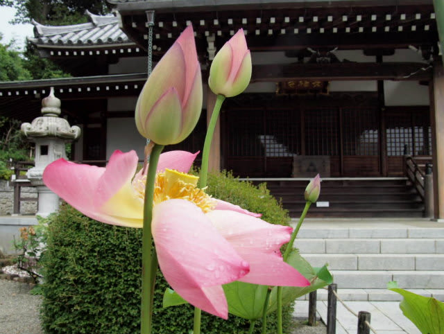 長福寺のハスが開花しました ２０１６ - 四季の風景
