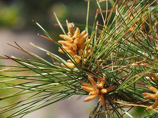 マツの花粉 散歩