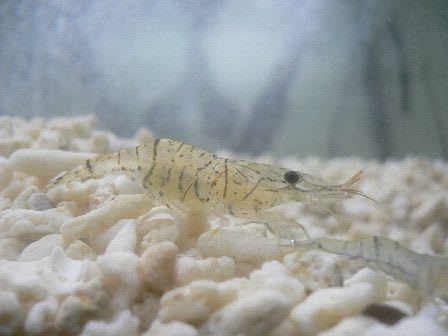 淡水スジエビ ひできの生き物図鑑