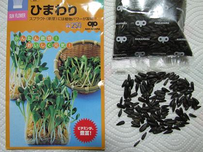 ひまわりの種 2008年5月20日