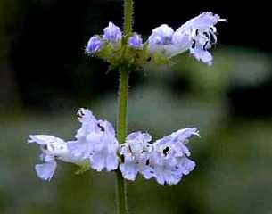 アキノタムラソウ花言葉 秋の山 アキノタムラソウ花言葉 秋の山