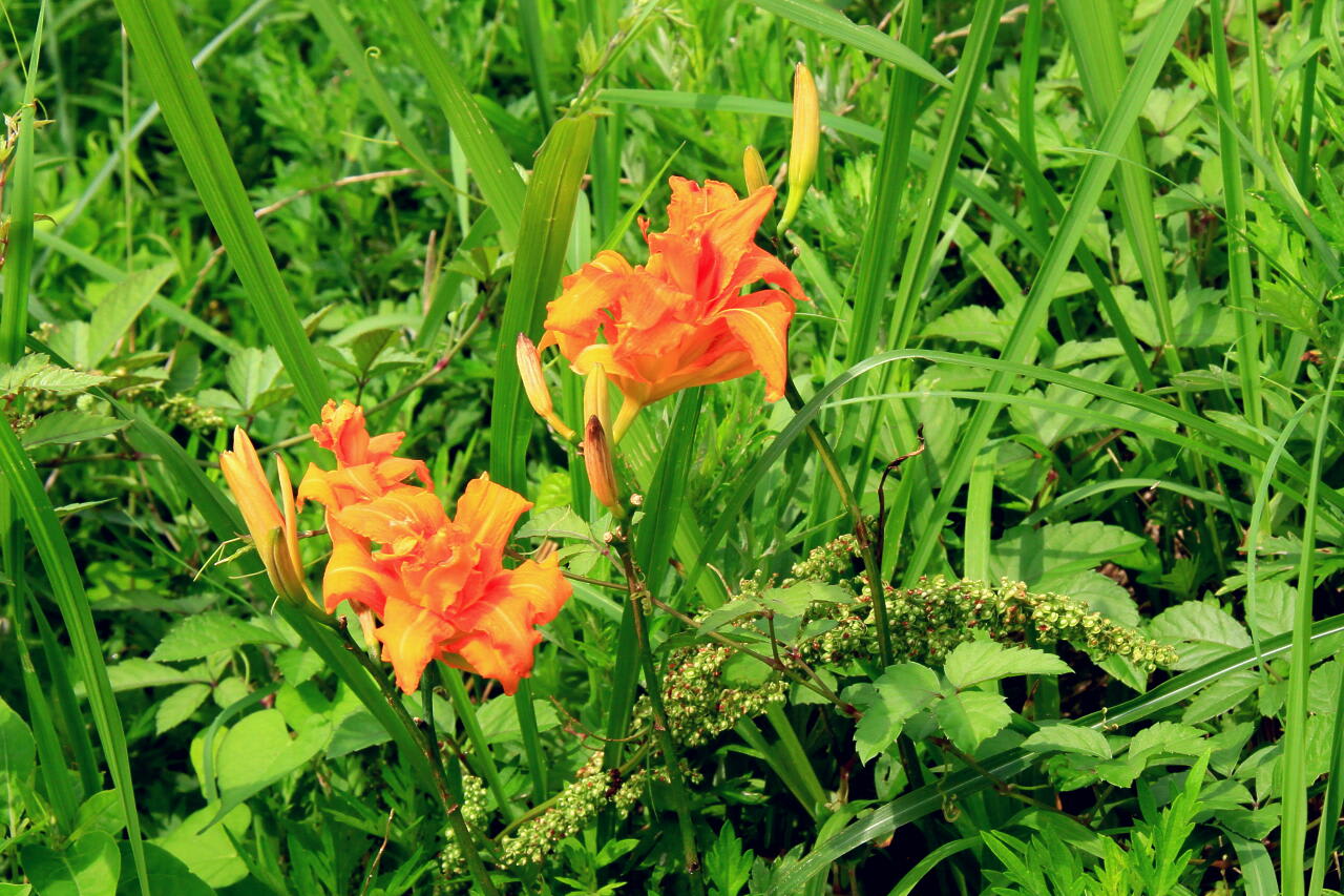 季節の花　ヤブカンゾウの画像