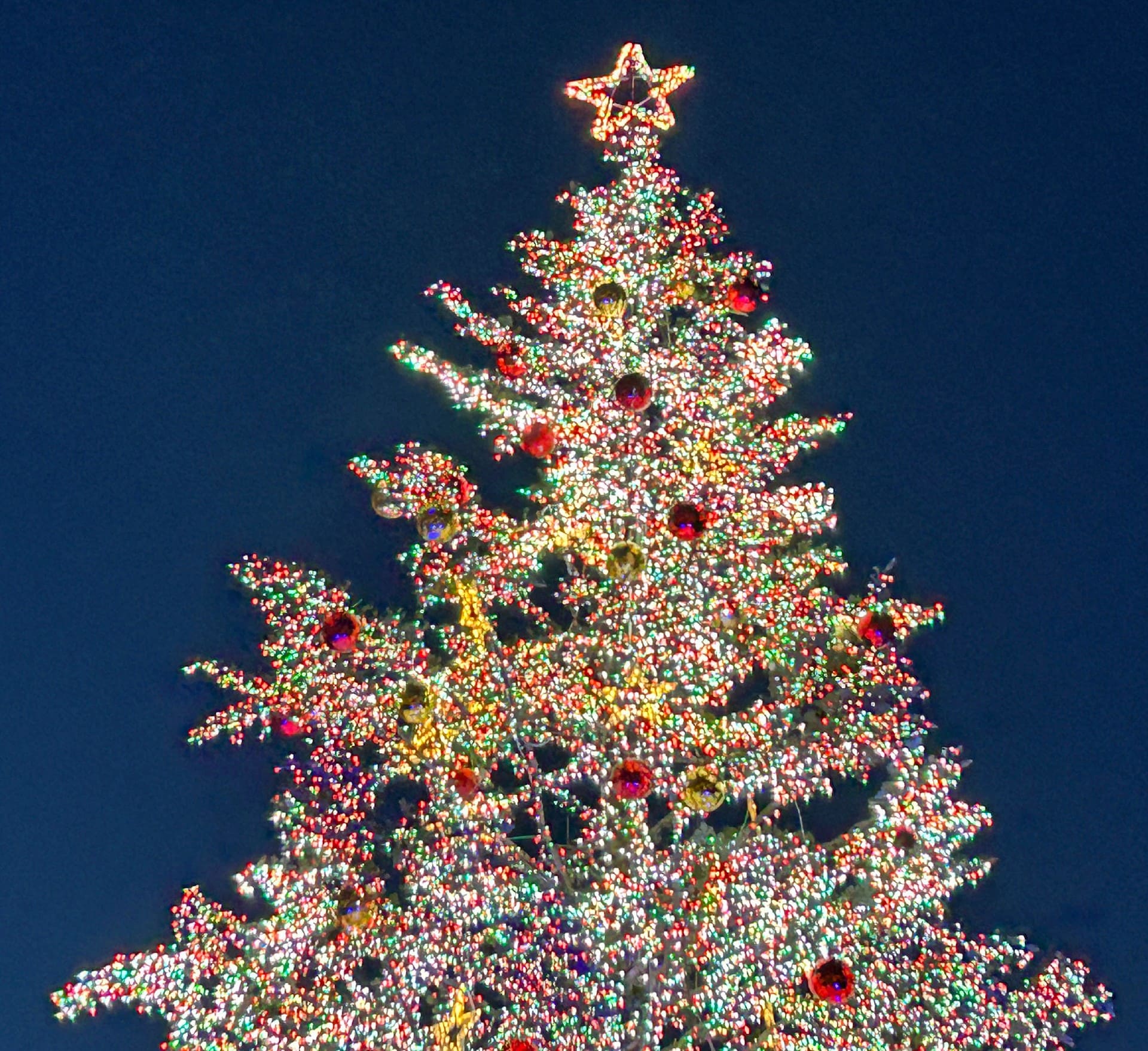 巨大クリスマスツリー フォト】NY、巨大ツリー点灯 クリスマスシーズン到来 - 産経