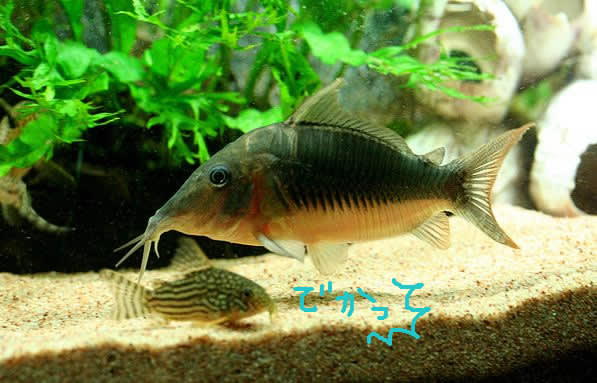 巨大 アクアリウム症候群 巨大 アクアリウム症候群