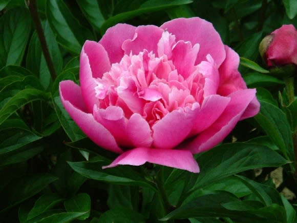 さつき ヒカラビ一家の花日記 さつき ヒカラビ一家の花日記