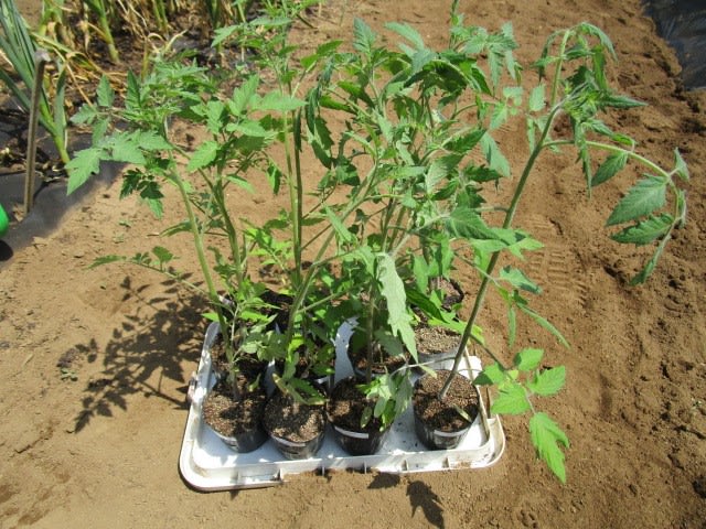 5月12日 ミニトマト定植 ビギナーの家庭菜園