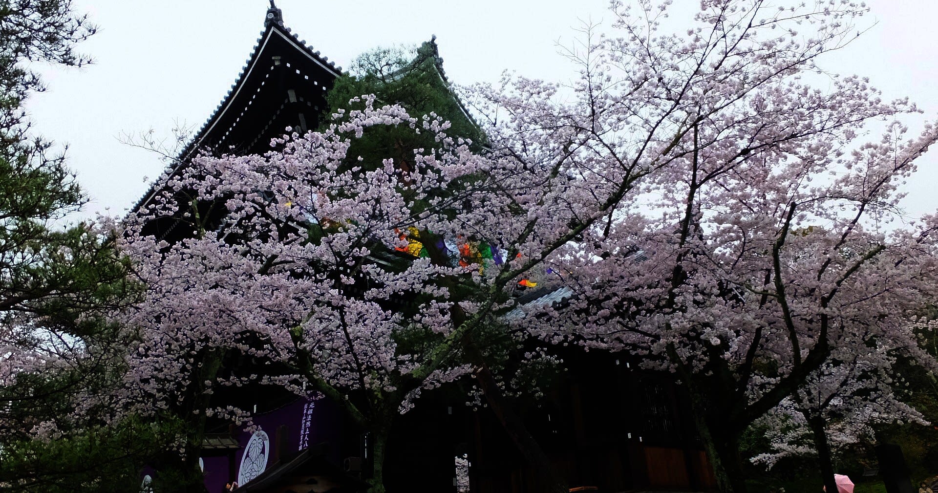 知恩院と円山公園の桜 京都で定年後生活