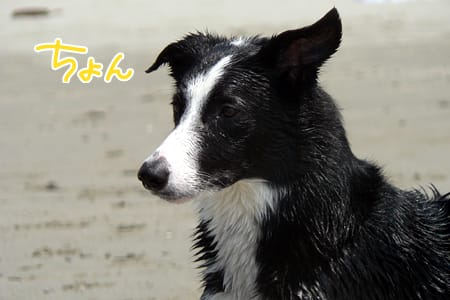 bordercollie_ボーダーコリー