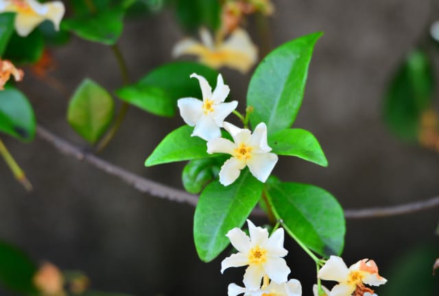 芳香のある白い花 クチナシ テイカカズラ タイサンボク 行く川の流れ