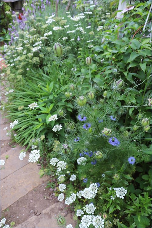 青と白の花の種蒔き ギリア レプタンサ オルレア ニゲラ M S Small Garden Milky Mamaの小さな庭