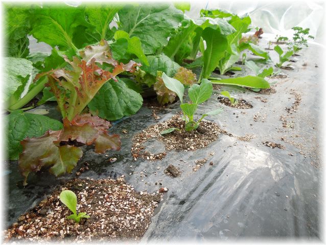 食べ切り大臣・メルカート・芽キャベツほか 2014年9月24日