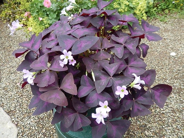 オキザリス トリアングラリス 紫の舞 植物大好き 出会い ときめき 癒し