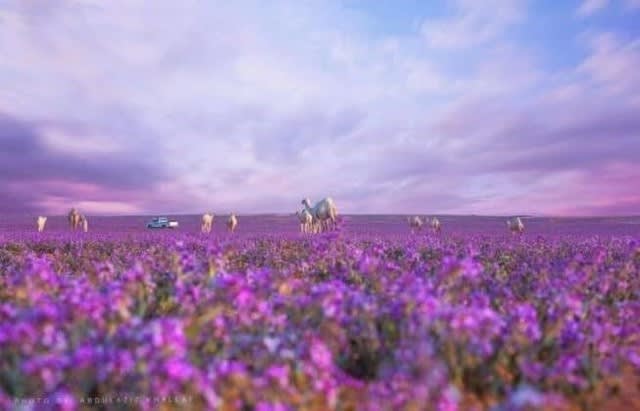 Hazard Lab 11月12日15 47分 中東で異常気象あいつぐ 砂漠が紫の花畑に変身 ラクダも驚愕 動画 森羅万象 考える葦 インターネットは一つの小宇宙 想像 時には妄想まで翼を広げていきたい