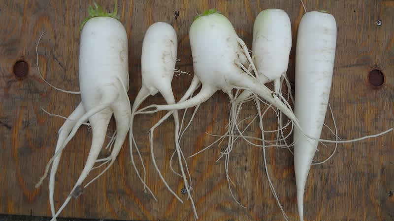 又根大根 野菜作りに挑戦 又根大根 野菜作りに挑戦