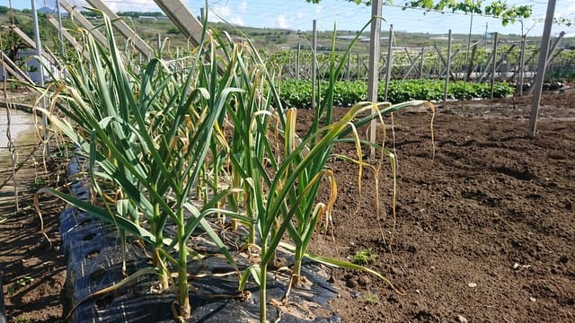 根菜類野菜の収穫時期 さぁて 畑へ行こう