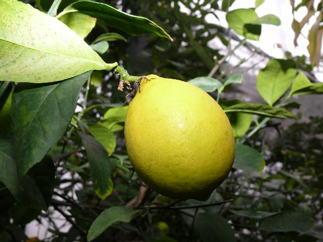 岩手県立花きセンターのレモン（檸檬） - peaの植物図鑑