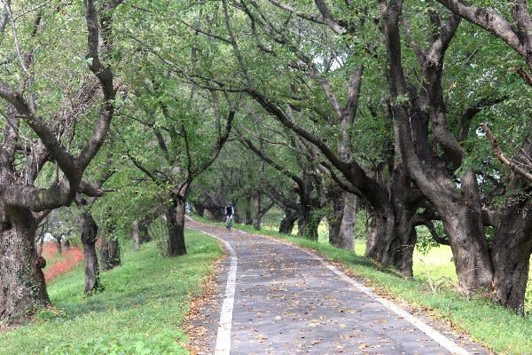 埼玉県比企郡吉見町のさくら堤公園の土手では シナヒガンバナの花が咲き始めています ヒトリシズカのつぶやき特論 埼玉県比企郡吉見町のさくら堤公園の土手では シナヒガンバナの花が咲き始めています ヒトリシズカのつぶやき特論