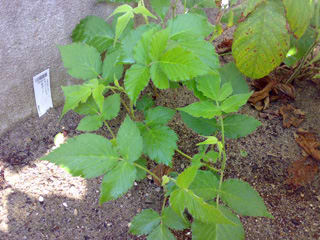 200708151180